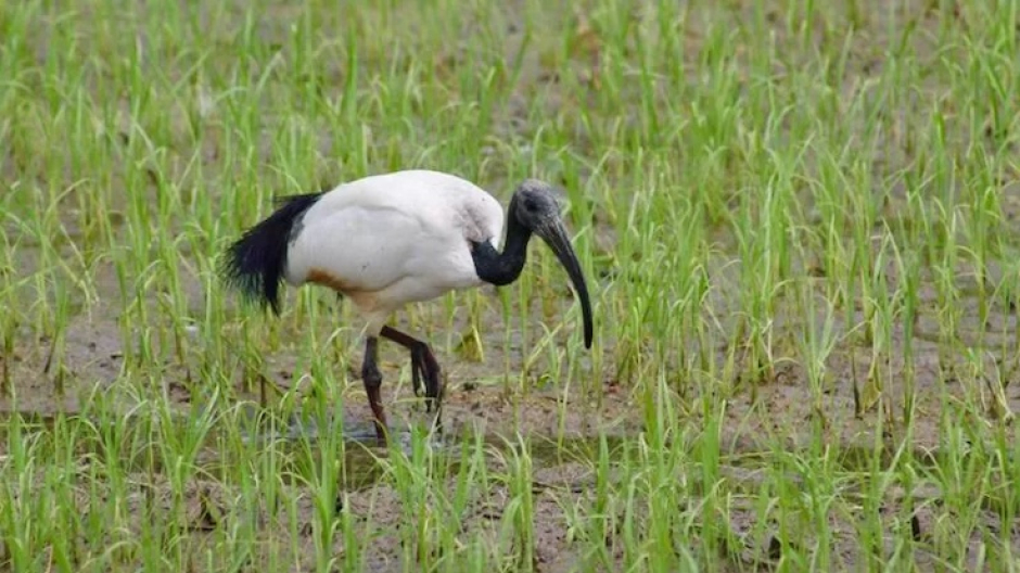 Contenimento Ibis sacro, l'EGAP Ticino Lago Maggiore forma operatori selezionati