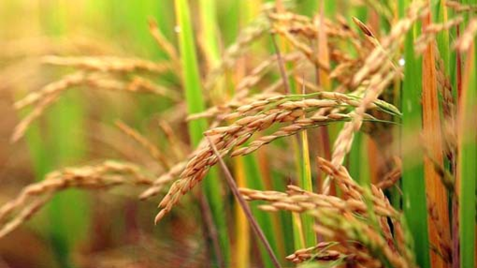 Coldiretti, riso: bene la richiesta di revisione della clausola di salvaguardia